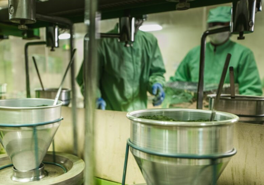 Traditional stone-grinding process in a high standards tea factory to ensure high and stable quality matcha production.