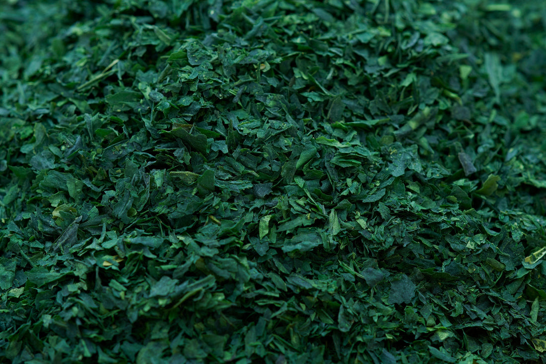 High-quality Tencha tea leaves, the raw material used for stone-grinding premium ceremonial matcha.