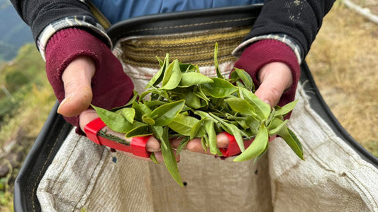 Green Tea vs. Oolong Tea: Is One Actually Better for You? Here’s What the Research Says