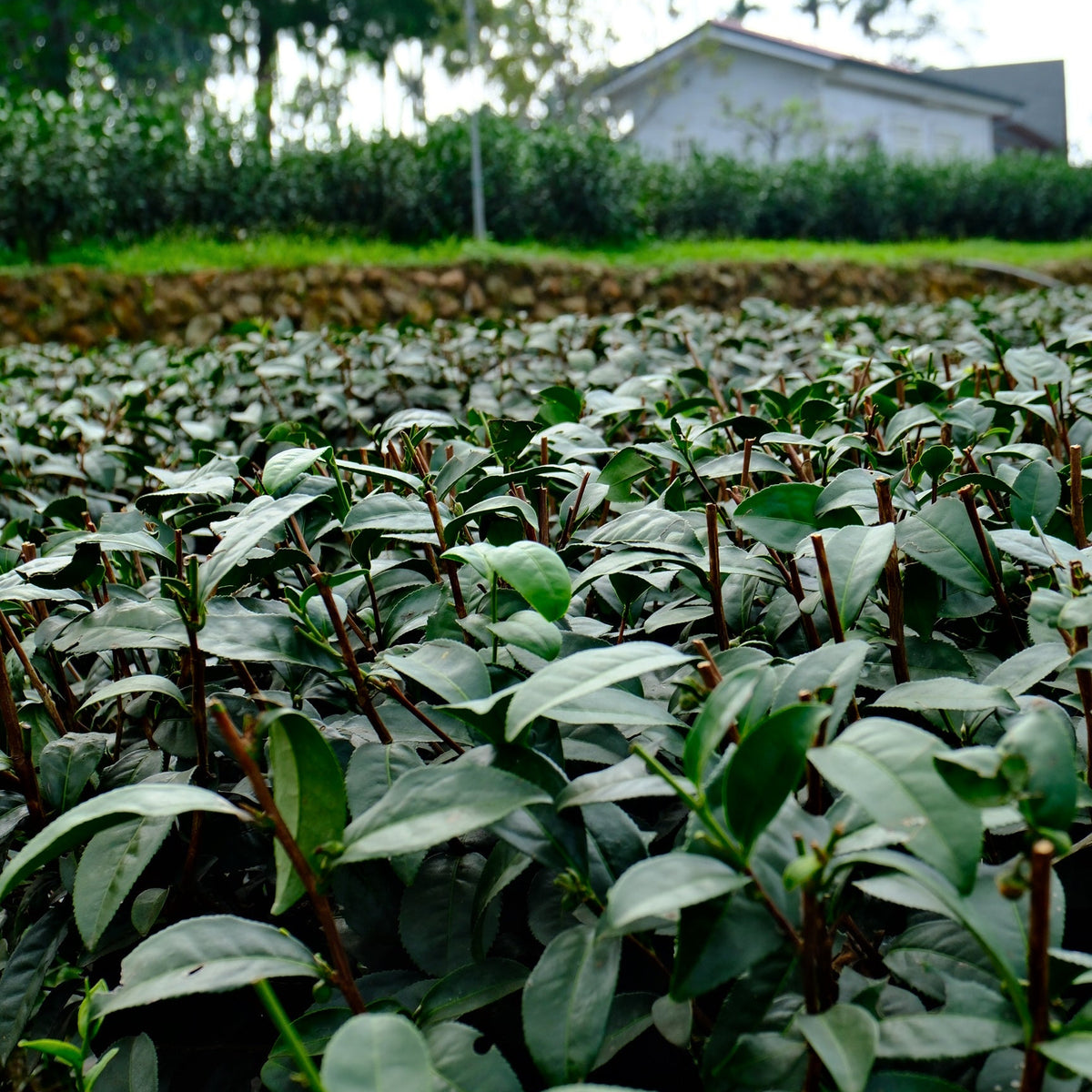 Lush green tea bushes and plantation landscape at Taiwan, for Tea Studio Lu in Switzerland