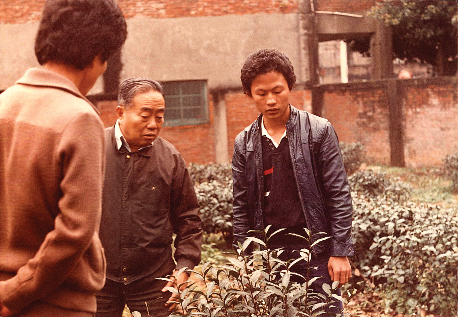 Archival photograph of traditional tea farming and cultivation heritage in old time Taiwan 