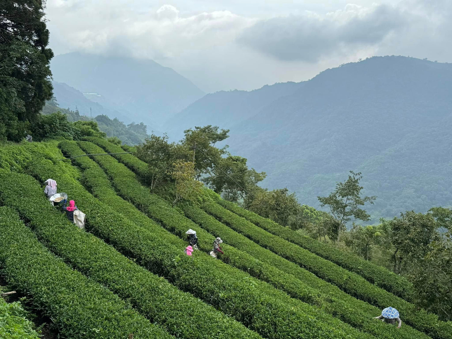 Terraced high-mountain oolong tea plantation and harvesters curated in Taiwan by Tea Studio Lu Switzerland
