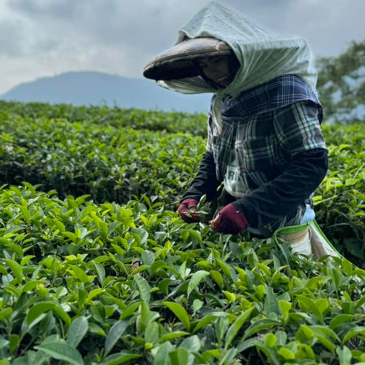 Traditional artisan hand-harvesting fresh oolong tea leaves in Taiwan for Tea Studio Lu Geneva, Switzerland