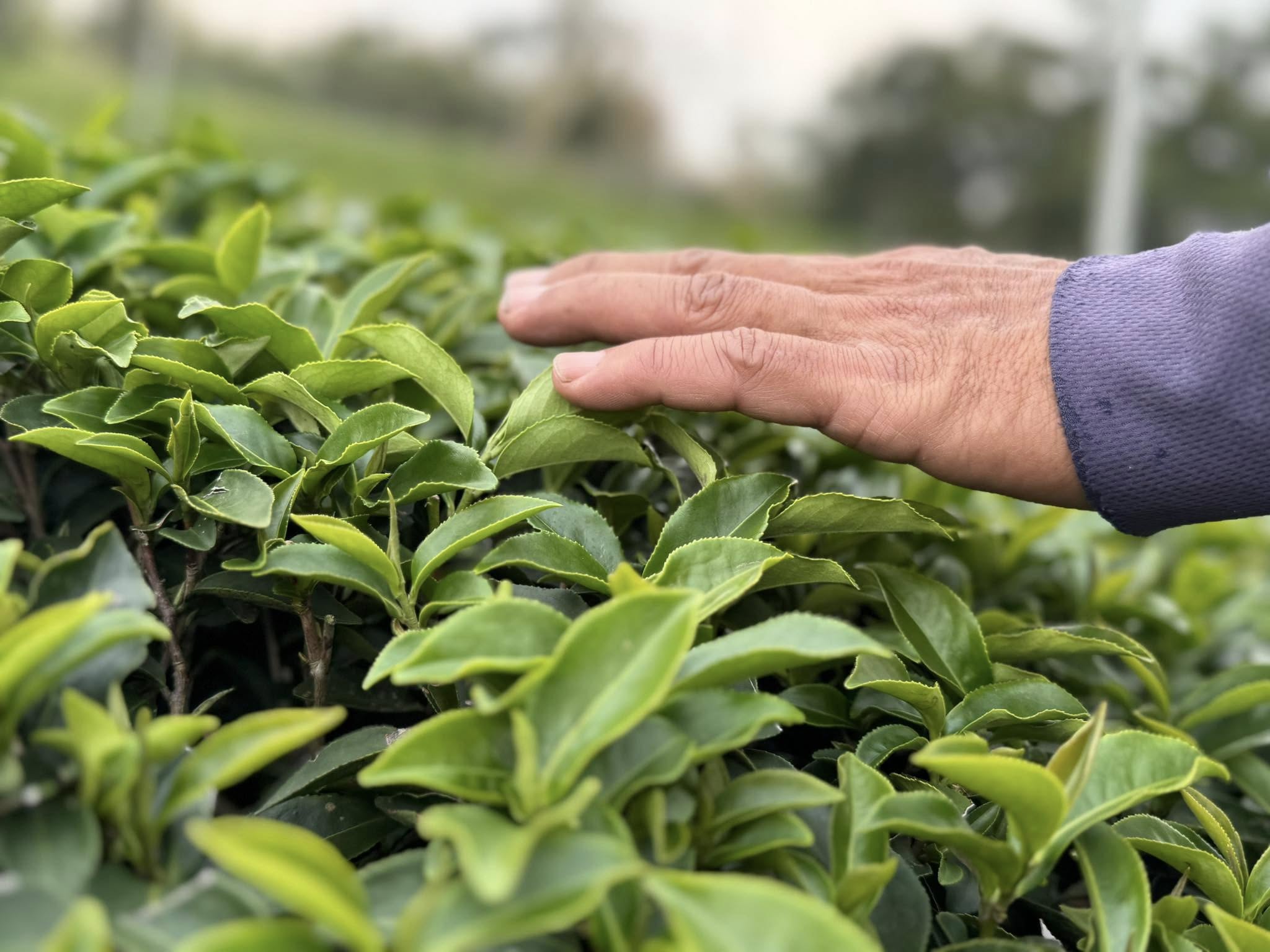 Hand inspecting fresh green oolong tea leaves on the bush at Taiwan for Tea Studio Lu in Switzerland